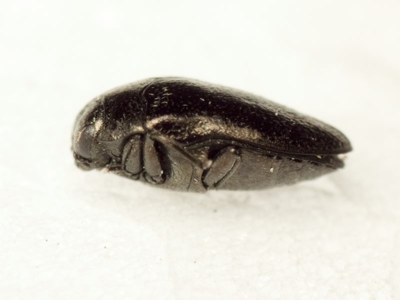 Trachys phlyctaenodes Kolenati, 1846